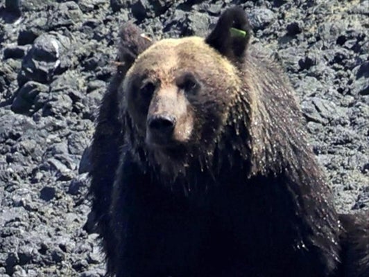 札幌市の公園にヒグマ２頭、北海道初の緊急銃猟で駆除