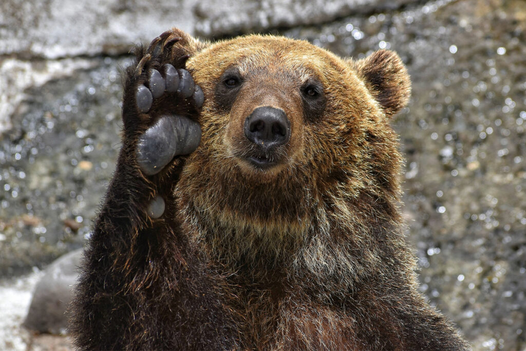 子供ヒグマ2匹を射殺した札幌の公園、大量のヒグマが殺到
