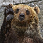 子供ヒグマ2匹を射殺した札幌の公園、大量のヒグマが殺到