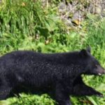 【（・(ｪ)・）】クマに襲われ4人が死傷　マタギ文化が根付く東成瀬村　ハンターを見下ろしながら…人身被害の98％は人の生活圏で　秋田