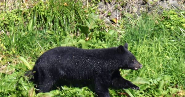 【（・(ｪ)・）】クマに襲われ4人が死傷　マタギ文化が根付く東成瀬村　ハンターを見下ろしながら…人身被害の98％は人の生活圏で　秋田