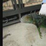 【滋賀】カーポートの車の下に全長約９０センチのイグアナ　警察が出動し捕獲　大津市の住宅　「心当たりのある人は大津北署に連絡を」