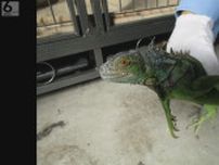 【滋賀】カーポートの車の下に全長約９０センチのイグアナ　警察が出動し捕獲　大津市の住宅　「心当たりのある人は大津北署に連絡を」