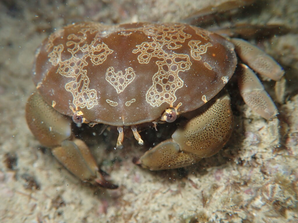 シャコって強いのな。シャコパンチでカニを殺していたしな。