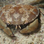 シャコって強いのな。シャコパンチでカニを殺していたしな。