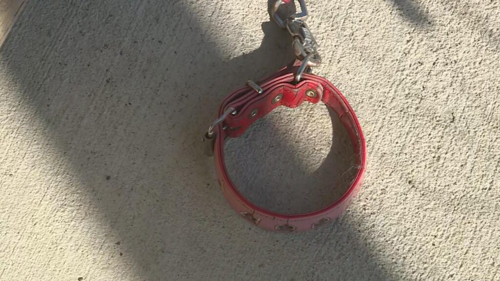 【宮城・大崎市】クマが柴犬くわえ山へ　住宅の庭で目撃された“衝撃の瞬間”と「日常を奪われた家族」の悲しみ