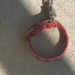 【宮城・大崎市】クマが柴犬くわえ山へ　住宅の庭で目撃された“衝撃の瞬間”と「日常を奪われた家族」の悲しみ