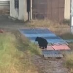 山形市の高校敷地でクマ目撃後に行方不明…野球部グラウンドや室内練習場に入り込み遊ぶ姿も、外での授業を中止