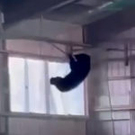 【動画】東海大山形の野球部室内練習場にクマ　ネットにぶらさがる