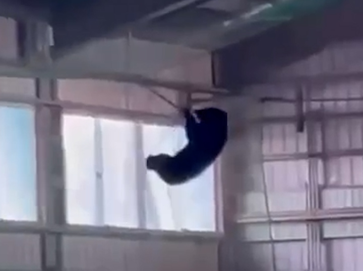 【動画】東海大山形の野球部室内練習場にクマ　ネットにぶらさがる