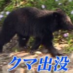 【秋田】クマに襲われたか　住宅敷地内の建物で飼っていた柴犬が死ぬ　リード伸び切った状態　体に爪痕のほか付近に足跡や体毛も　大館市