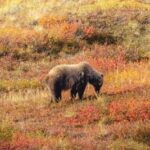 【レコチャイ】日本でクマ被害相次ぐ、中国ネット「全部射殺すればいい」「クマは頭いいから」「クマの手を中国に輸出したら」