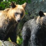 【新潟】建設会社敷地内の小屋にクマが立てこもる　阿賀野