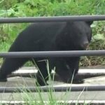【山形】南陽市職員がクマに襲われケガ　折れた柿の木を警戒中に突然現れる