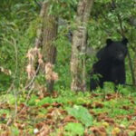 【マタギ】秋田県内のクマ猟、１日解禁　人里への出没、抑制なるか