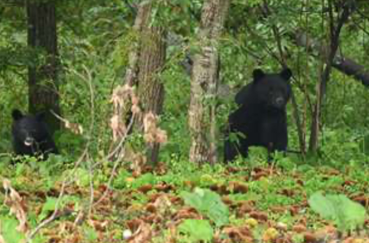 【マタギ】秋田県内のクマ猟、１日解禁　人里への出没、抑制なるか