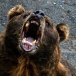 クマを山から街に追い出しているのはシカだった