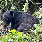 「クマだって人間を避けて生きたいんだ」　“餌得られる山に”  神奈川の猟師たちが奔走