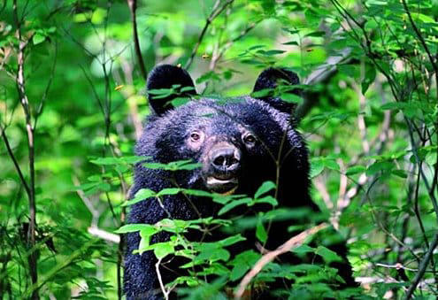 【クマ問題】自衛隊が「銃でクマ駆除」は「非現実的」「たぶん当たらない」　ハンターが切実に願う「後方支援」とは