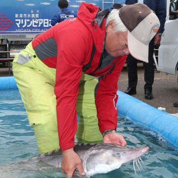 【新潟市】信濃川を遡上してきた鮭？…ではなく、まさかのチョウザメ捕獲！「県内の川で珍しい」天然魚か？