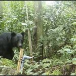 「関門海峡突破させるな」クマの生息域拡大に警戒の声　九州で絶滅も山口県多数目撃