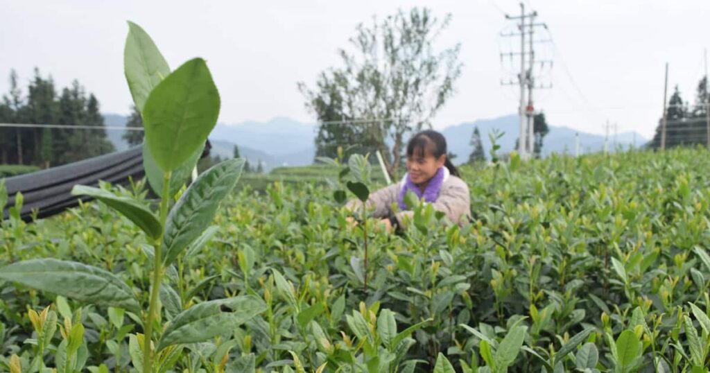 抹茶輸出、日本をライバル視？　中国で生産急拡大「中国の文化を復興させ世界に広める」