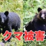 【（・(ｪ)・）】秋田市北部 ２日連続クマ被害 新聞配達中の70代男性けが　やぶの中から現れたクマに