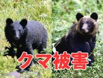 【（・(ｪ)・）】秋田市北部 ２日連続クマ被害 新聞配達中の70代男性けが　やぶの中から現れたクマに