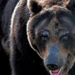 【かつてのクマとはまったく違う】「アーバン熊」は肉食に進化した“新世代の熊”、「狩りが苦手で主食は木の実や樹木」な熊を変えた「熊撃ち禁止令」とは