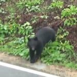 【山形】迫りくるクマを撮影　クマは音もなくあっという間に近づいてくる　ゆうゆうと音もなく、そして速い…その様子を見てほしい