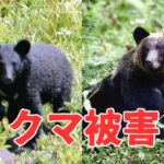 【（・(ｪ)・）】青森・西目屋村役場のロビーにクマ、正面玄関の自動ドアから侵入…職員らにけがなし