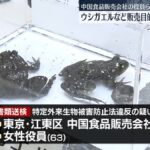 ウシガエルなど販売目的で無許可飼育か　中国食品販売会社の役員ら書類送検