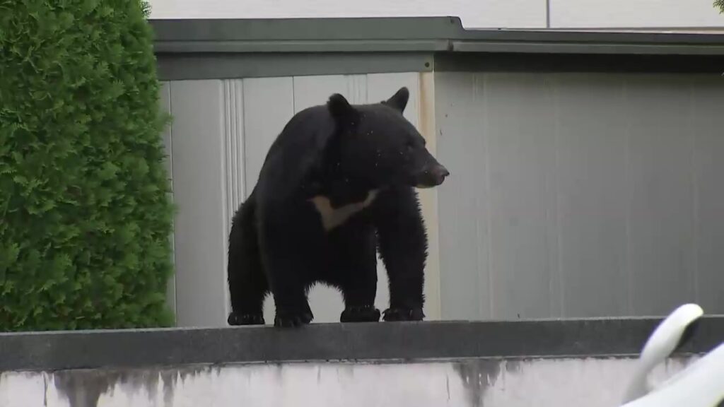 【岩手】クマ対策「麻酔の吹き矢」の人的態勢強化へ　盛岡市長が吹き矢を使った捕獲重視を示す　中心部などに出没相次ぐ
