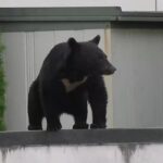 【岩手】クマ対策「麻酔の吹き矢」の人的態勢強化へ　盛岡市長が吹き矢を使った捕獲重視を示す　中心部などに出没相次ぐ