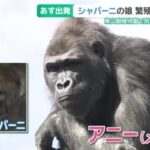 【人気】イケメンゴリラの娘 　繁殖のためお引越し