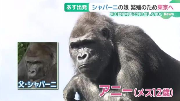 【人気】イケメンゴリラの娘 　繁殖のためお引越し