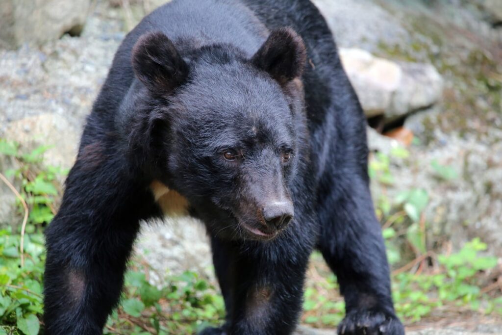 【（・(ｪ)・）】クマと列車の衝突、今年度はすでに71件　過去最多か　同時に別々のクマと衝突、新幹線の車庫にも　JR東日本