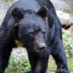 【（・(ｪ)・）】クマと列車の衝突、今年度はすでに71件　過去最多か　同時に別々のクマと衝突、新幹線の車庫にも　JR東日本