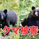 【（・(ｪ)・）】犬の散歩中の４０代男性が自宅前でクマに頭や腕を引っかかれ搬送…２頭に遭遇、親グマに襲われたか　岩手県八幡平市