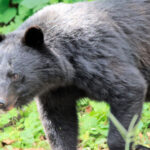 【クマ被害】「歩いて登校できない」「散歩やめた」「撃退スプレー高い」半数近く暮らしに影響実感-河北新報調査