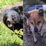【クマ】「腹はへこみ内臓は全部食べられていた」愛犬“ダイくん”をクマに殺された飼い主の慟哭「ダイを返せ、クマが憎い」「なんでこんな死に方してしまうんだよ……」