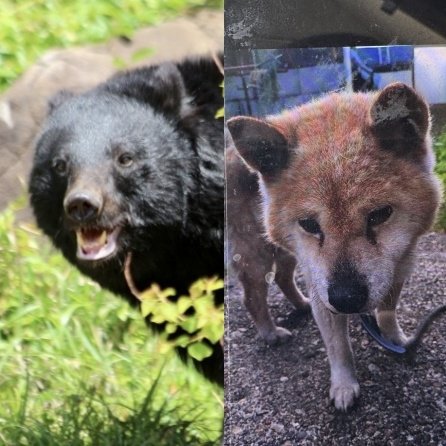 【クマ】「腹はへこみ内臓は全部食べられていた」愛犬“ダイくん”をクマに殺された飼い主の慟哭「ダイを返せ、クマが憎い」「なんでこんな死に方してしまうんだよ……」