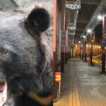 【クマ大不況】スナックで飲んで扉を開けたらクマ！秋田の夜の街で客が激減「常連客がまったく来店しなくなった」「飲みに行ってクマにやられたって言いふらされたくない」