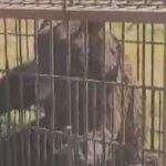 【（・(ｪ)・）】深々と頭を下げ謝罪文を手渡し…積丹町クマ問題が解決　副議長謝罪と新マニュアルで猟友会が活動再開を決定
