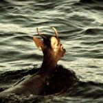 【！？】海上保安官「流木があります」→海を泳ぐシカだった 愛媛・伊方町沖で目撃