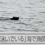 【青森】海で「クマが泳いでいる」　帰港中の漁師が目撃　陸奥湾