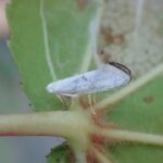 【ガの幼虫が食い荒らし街路樹の葉が枯れる】原因はタイや中国などに生息する外来種のガ（蛾）「フウノキギンバネスガ」