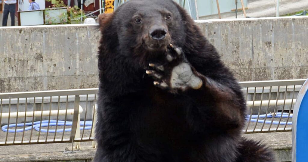 【（・(ｪ)・）】「増えたんじゃない、増やしたんだ」街なかにクマがいる 20年前に始まった　強かった保護の視点　個体数管理の動き鈍く