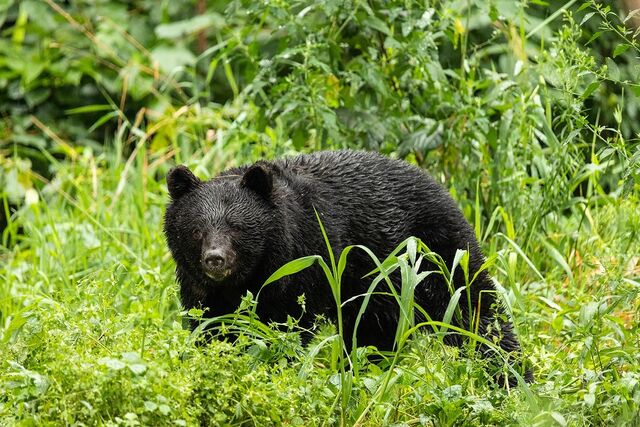 【（・(ｪ)・）】鶴岡市で飼いイヌがクマに襲われていたことが判明　市がペットを飼う人に注意を呼びかけ　山形