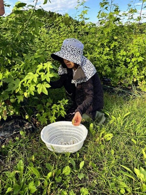 【調査中】綿花の国内自給率「ほぼ０％」本当？「１株でも育てていれば調査に協力を」…江戸時代から明治初期には盛んに栽培